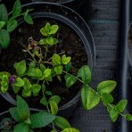 Zimozeleň menšia (Vinca minor) ´ATROPURPUREA´, kont. P9